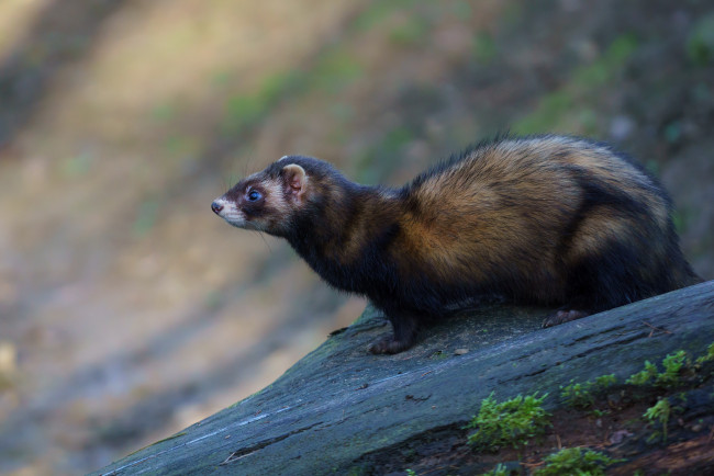 Обои картинки фото животные, хорьки,  куницы,  горностаи,  ласки,  соболи, куница