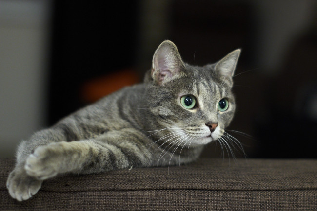 Обои картинки фото животные, коты, киса