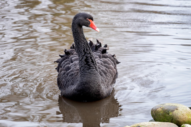 Обои картинки фото животные, лебеди, лебедь, черный