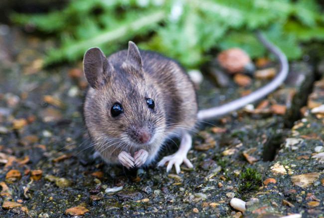 Обои картинки фото животные, крысы,  мыши, мышка