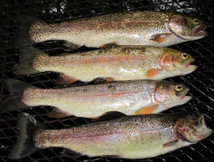 Картинка еда рыба +морепродукты +суши +роллы рыбка