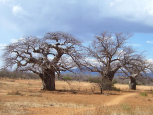 Картинка природа деревья madagaskar baobab