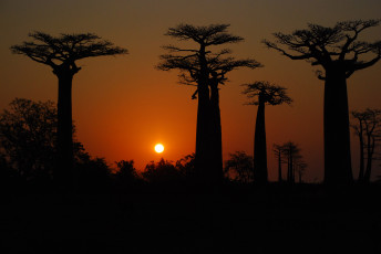 Картинка природа деревья баобаб вечер солнце закат madagaskar