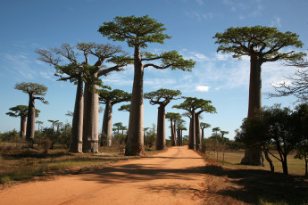 Картинка природа деревья дорога баобаб madagaskar