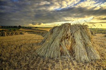 Картинка природа поля стог