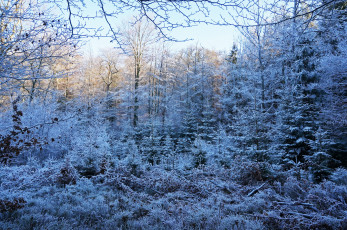 Картинка природа зима снег