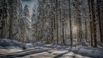 Картинка природа зима деревья