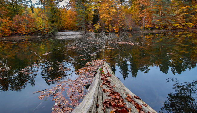 Обои картинки фото природа, реки, озера, лес, река