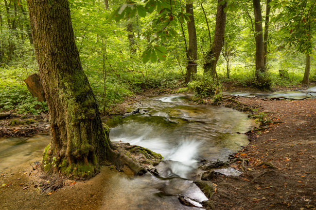 Обои картинки фото природа, реки, озера, река, лес