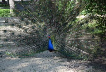 обоя животные, павлины, песок, перья