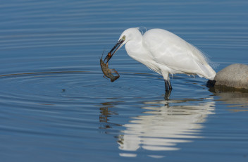Картинка животные цапли +выпи птица цапля