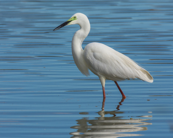 Обои картинки фото животные, цапли,  выпи, цапля, птица