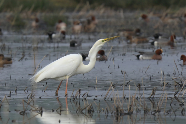 Обои картинки фото животные, цапли,  выпи, цапля, птица