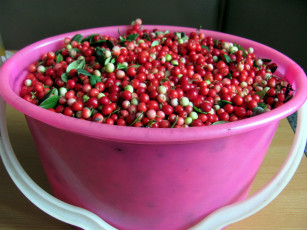 обоя еда, брусника