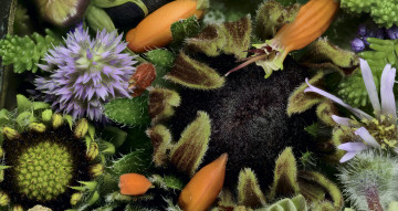 Картинка цветы разные+вместе бутоны текстура martin dollenkamp