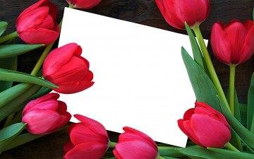 Картинка цветы тюльпаны бутоны