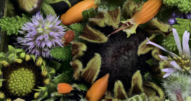 Обои картинки фото цветы, разные вместе, бутоны, текстура, martin, dollenkamp