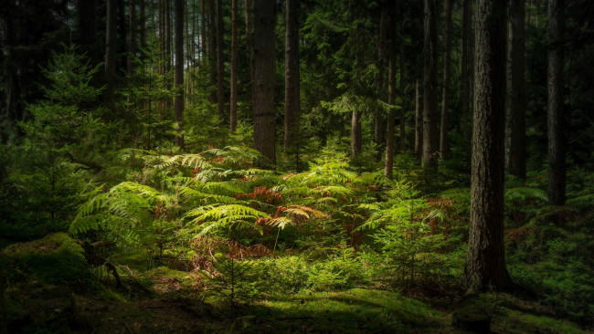 Обои картинки фото природа, лес, красивое, место, деревья