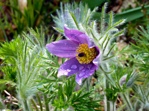 Картинка цветы анемоны +сон-трава сон-трава капли