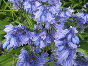 обоя цветы, колокольчики, синие, много