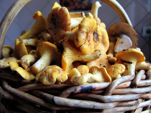 Картинка еда грибы +грибные+блюда лисички