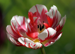 Картинка цветы тюльпаны тюльпан