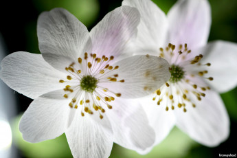 обоя цветы, анемоны,  сон-трава