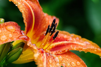 Картинка цветы лилии +лилейники роса