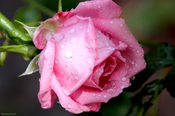 Картинка цветы розы роза