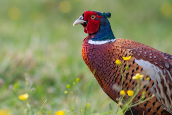 Картинка животные фазаны фазан