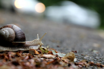 обоя животные, улитки, улитка