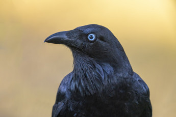 обоя животные, вороны,  грачи,  галки, птица