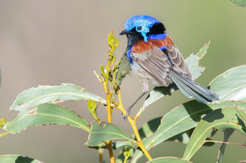 Картинка животные птицы птица