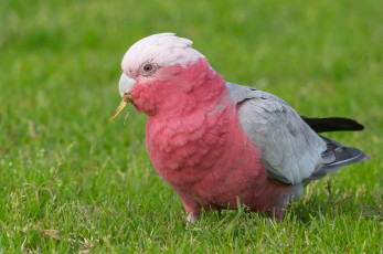 Картинка животные попугаи попугай
