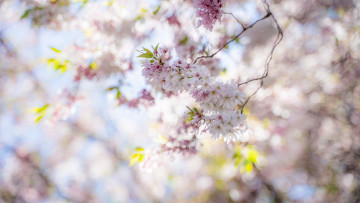 Картинка цветы сакура +вишня