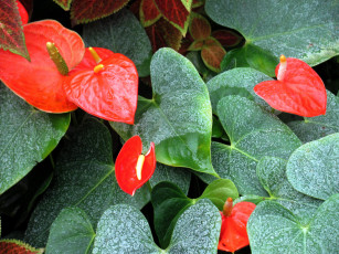 Картинка цветы антуриум+ цветок+фламинго листья антуриум алый