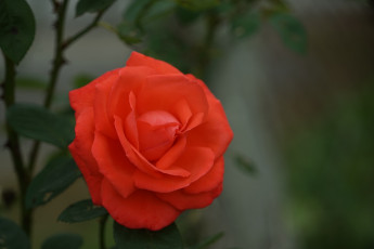 обоя цветы, розы, алая, роза, макро