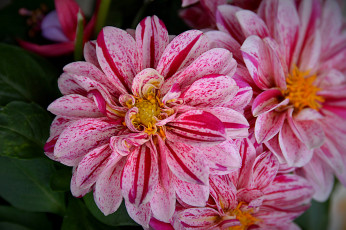 обоя цветы, георгины