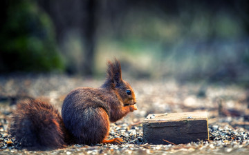 обоя животные, белки, белка, коробка