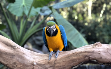 обоя животные, попугаи, попугай, ара, ветка
