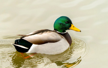 обоя животные, утки, утка, селезень, вода