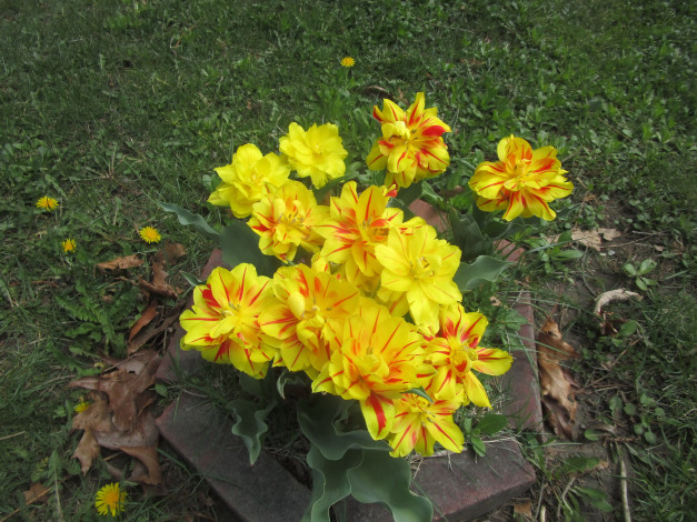 Обои картинки фото цветы, тюльпаны, разноцветные, трава