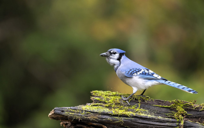 Обои картинки фото животные, сойки, голубая, сойка, бревно, мох