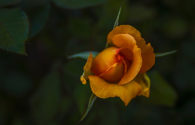 Обои картинки фото цветы, розы, бутон, роза, макро