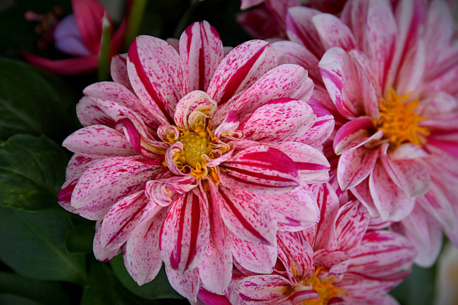 Обои картинки фото цветы, георгины