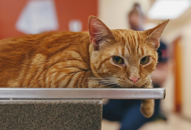 Обои картинки фото животные, коты, кот, кошка