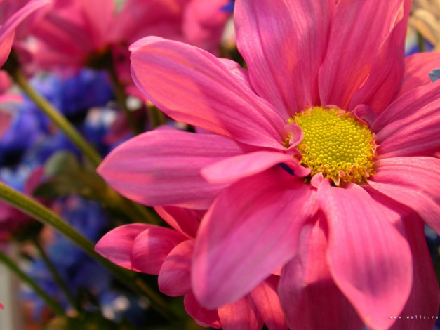 Обои картинки фото цветы