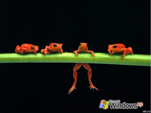 Обои картинки фото компьютеры, windows, xp