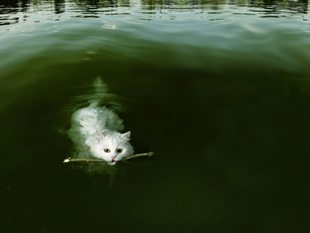 Обои картинки фото swim, cat, животные, коты