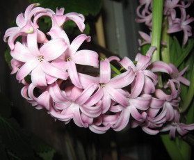 Картинка цветы гиацинты